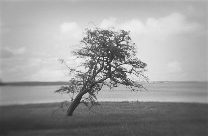 Ein Baum steht am Wasser und wurde mit einem einfachen Meniskuslinsenobjektiv fotografiert.