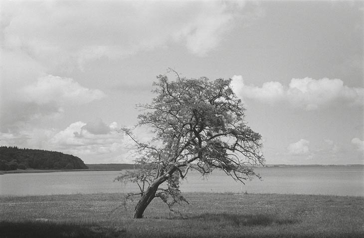 Ein Baum, welcher mit einem normalen Objektiv fotografiert wurde.