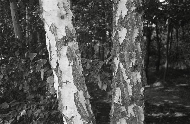 zwei Birkenstämme, im Hintergrund schattiger Wald