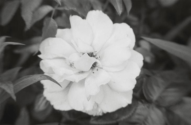 weiße Blume von oben fotografiert mit einem Weichzeichner-Objektiv