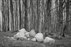 Steine im Wald