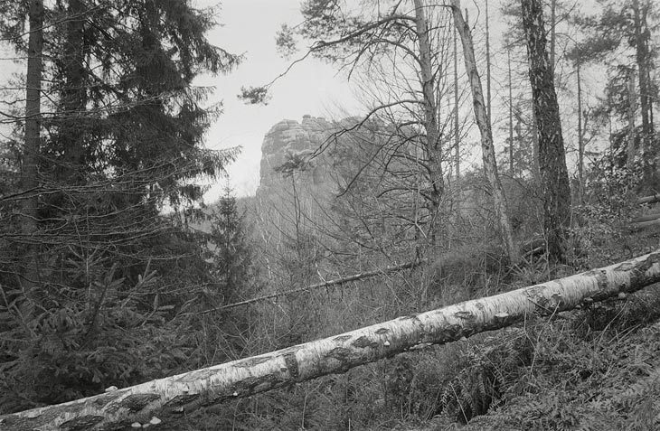 Landschaftsfotografie mit umgestürztem Baum und Felsen im Hintergrund