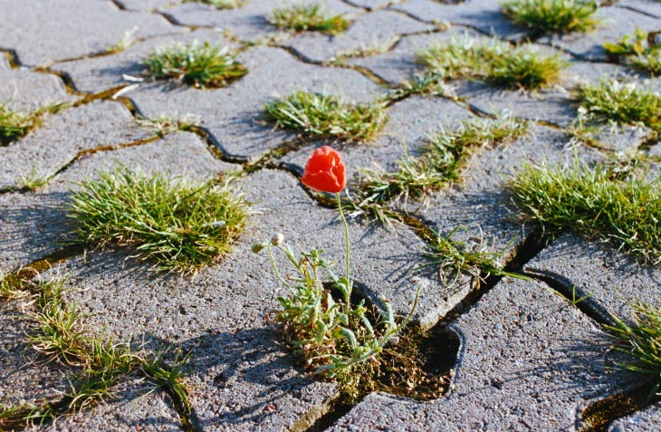 Eine kleine Mohnblume wächst auf einem steinernen Weg.