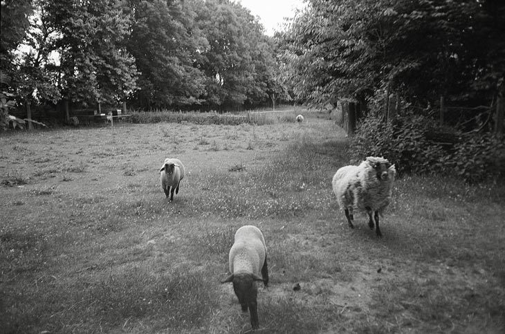 Schafe laufen auf den Betrachter zu