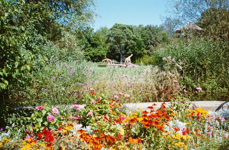 Blumenbeete im Vordergrund, im Hintergrund ein Gehege mit Giraffen